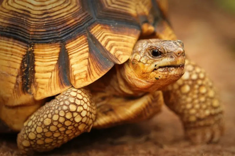 close up of Ploughshare Tortoise 