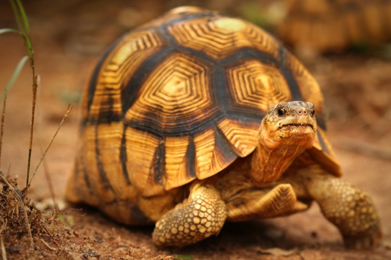 Ploughshare Tortoise looking at the camera