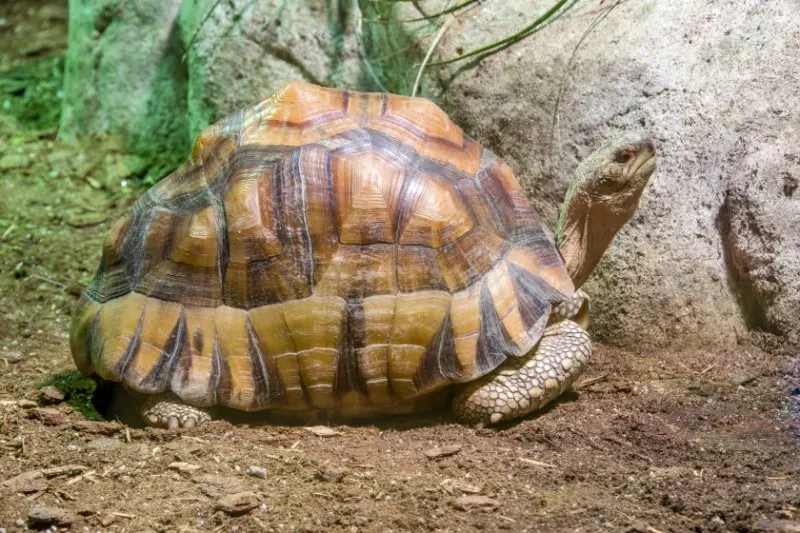 Side view of Ploughshare Tortoise
