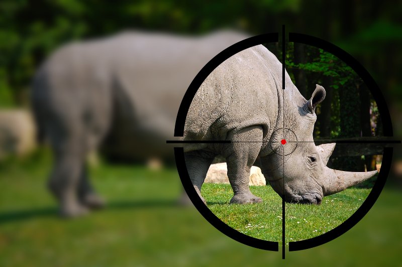 White rhino in the rifle sight