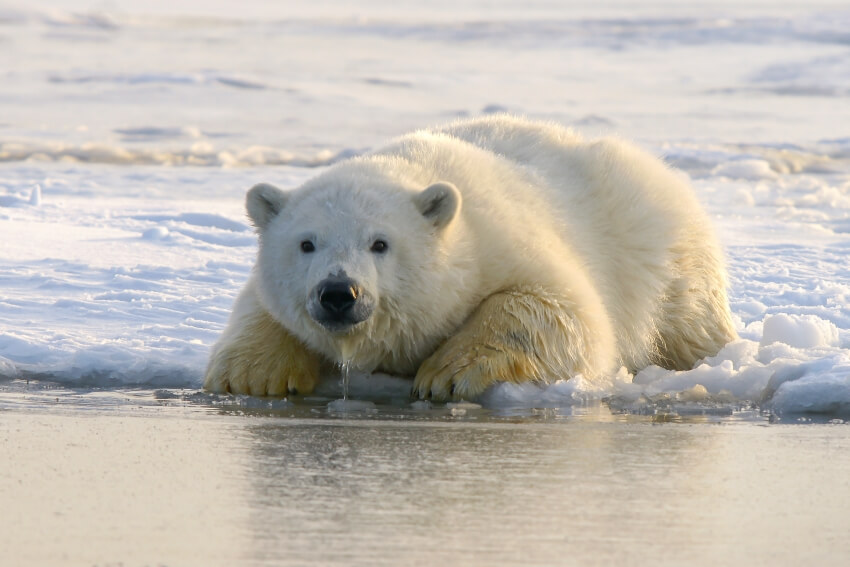 Polar Bear Drinking Water