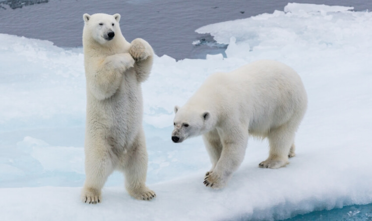 Two Adult Pola Bears