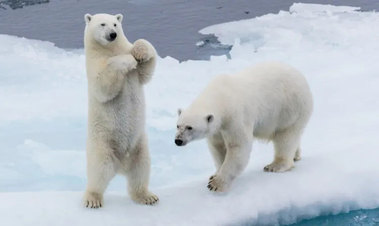 Two Adult Pola Bears