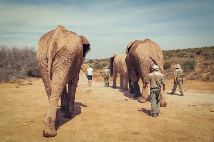 What is the Goal of Wildlife Conservation? 8 Tourists walking with African elephants and rangers in game reserve in South Africa