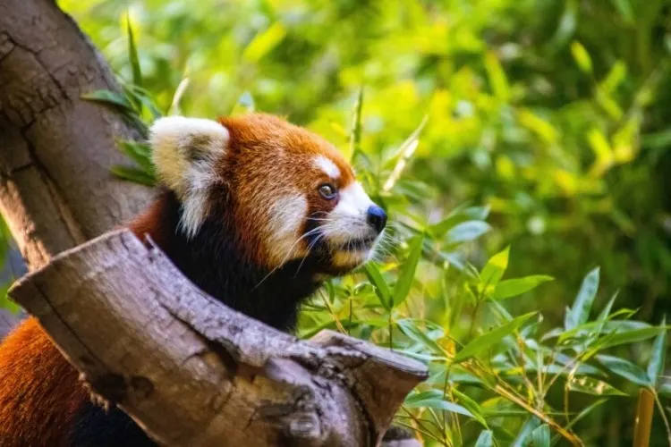 Red Panda on a Tree