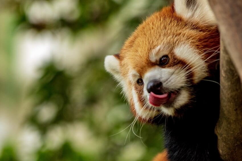 Red Panda with its Tongue out