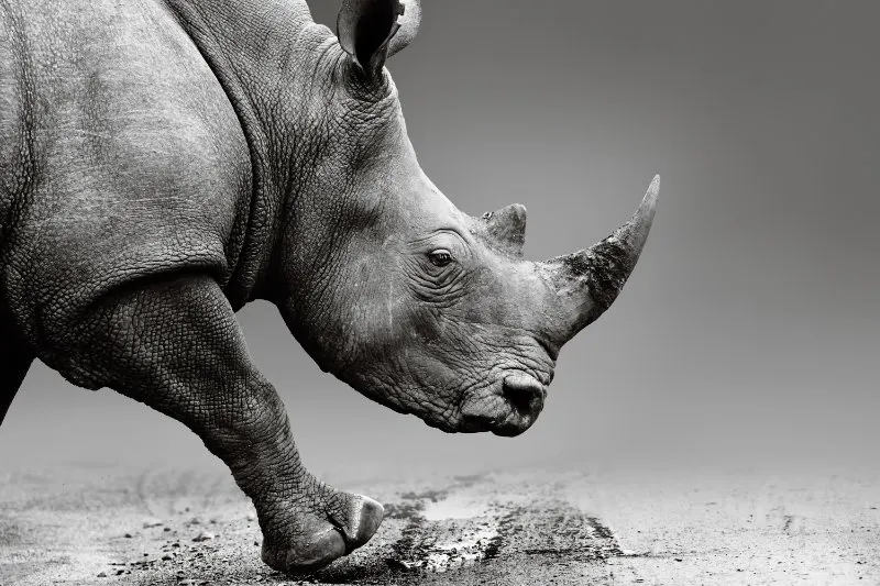 Sebakwe Black Rhino Trust 2 Closeup of Rhino