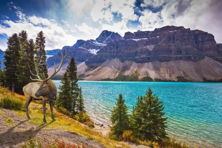 Red deer on the bank of Azure Lake, Rocky Mountains