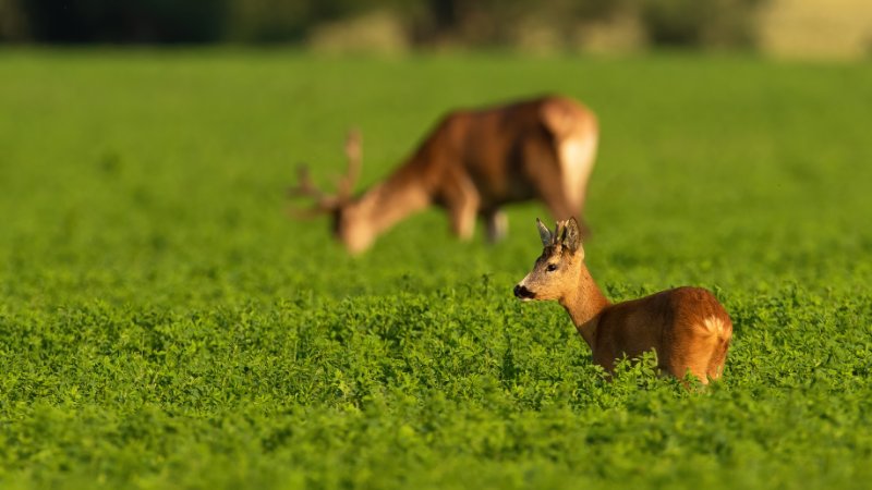 Closeup shot of deer grazing in the wilderness