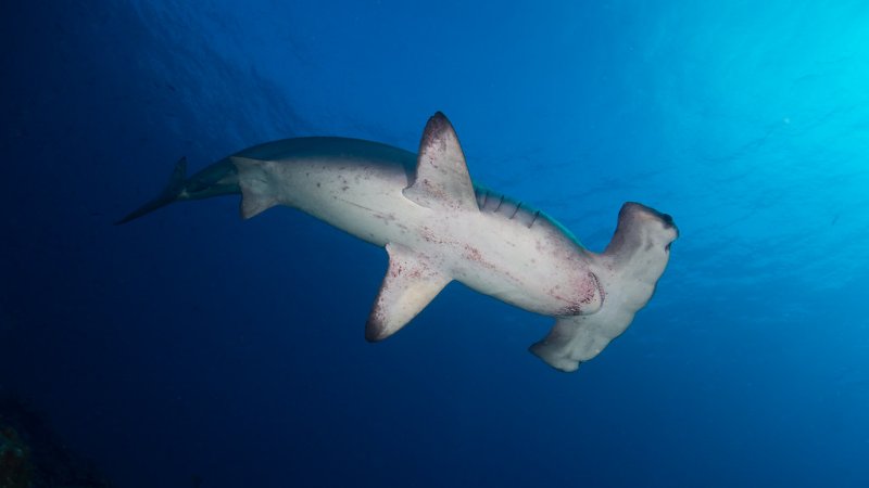 Scalloped Hammerhead Shark