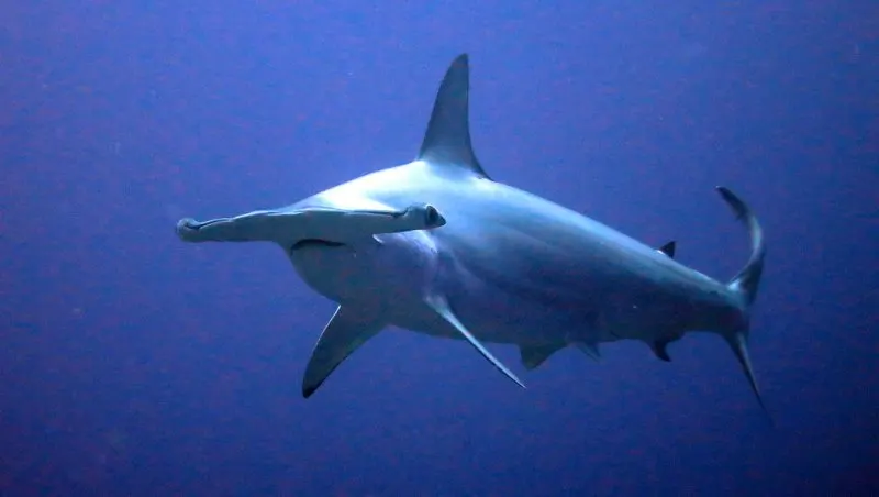 Lone Scalloped Hammerhead Shark