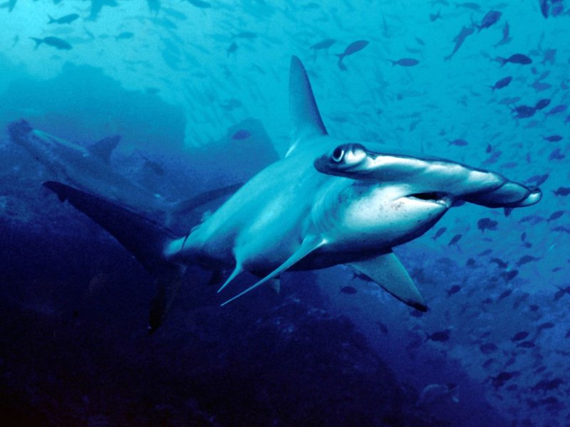 Scalloped Hammerhead Shark