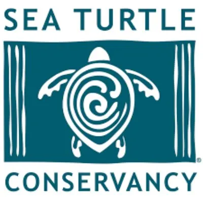 Leatherback Sea Turtle: Why Is It Endangered? 10 Sea Turtle Conservancy logo
