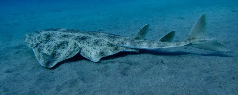 Side view of Angel Shark