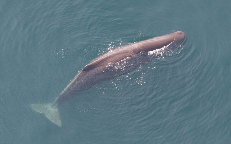 Sperm Whale in the Surface