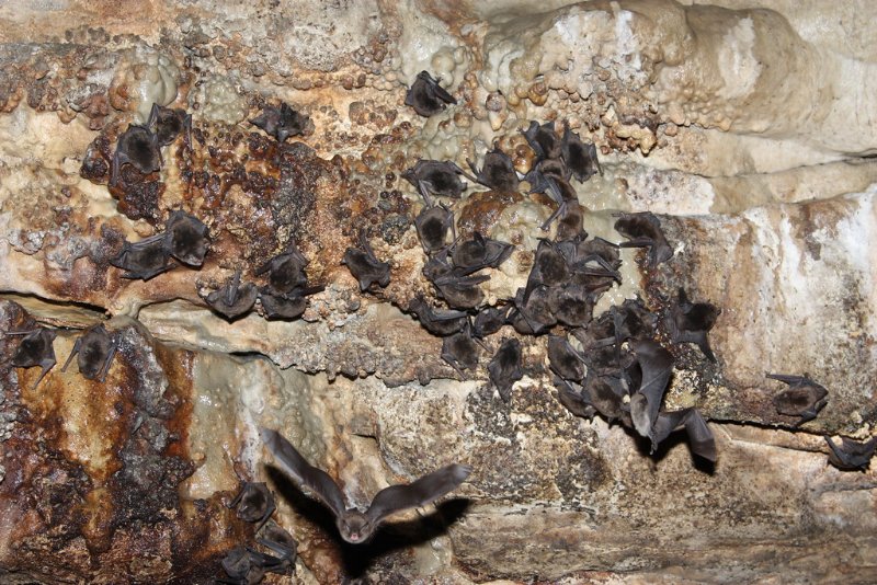 Indiana Bat: Why Is It Endangered? 7 Sleeping Indiana Bats
