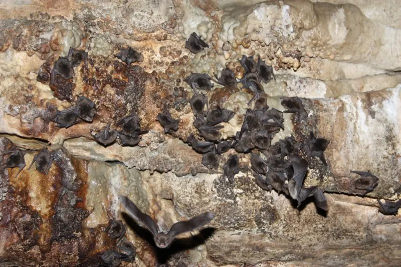 Sleeping Indiana Bats