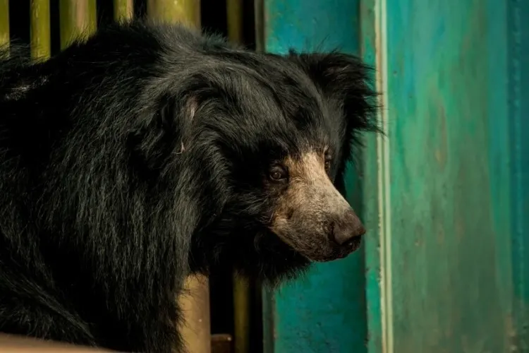 Sloth Bear Face