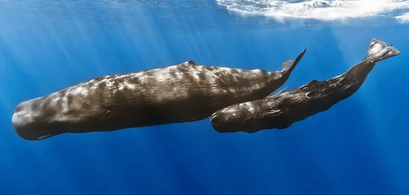 Sperm Whale: Is This Animal Endangered? 4 Sperm Whale Mother and Calf