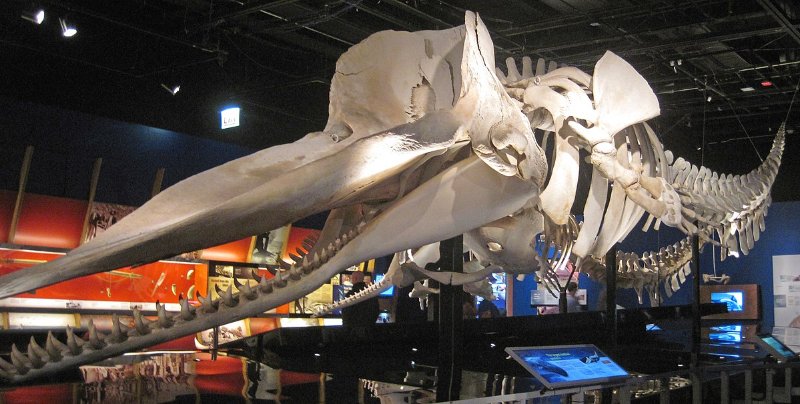 Sperm Whale Skeleton Display