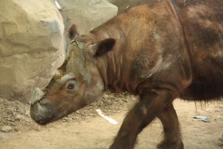 Sumatran Rhino