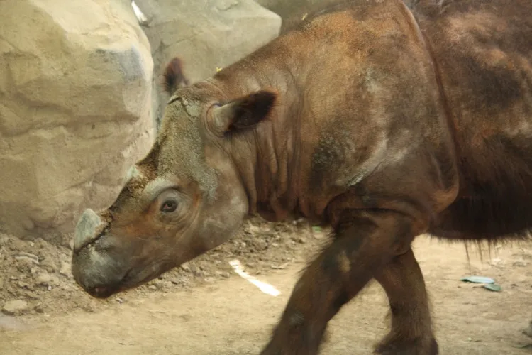 Sumatran Rhino: Why Is It Endangered? 1 Sumatran Rhino