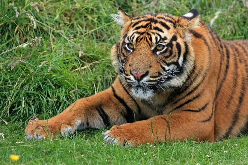 Sumatran Tiger Laying on the Ground