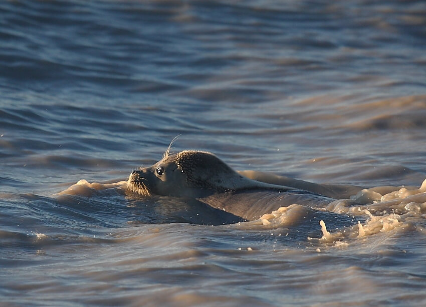 Caspian Seal in the Water