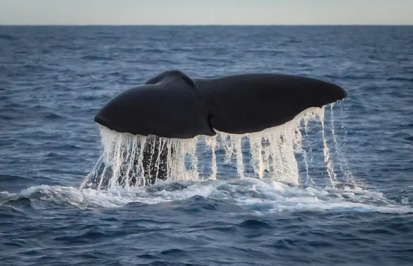 Tail of a Sperm Whale