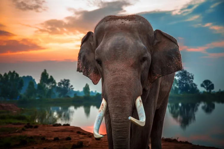 Thai Elephant with sunset view backdrop