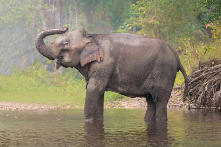 Asian Elephant: Why Is It Endangered? 3 Asian Elephant in a natural river at deep forest, Thailand
