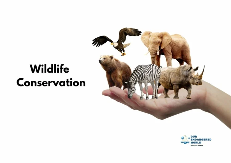 What is the Goal of Wildlife Conservation? 2 Wildlife Conservation Graphics