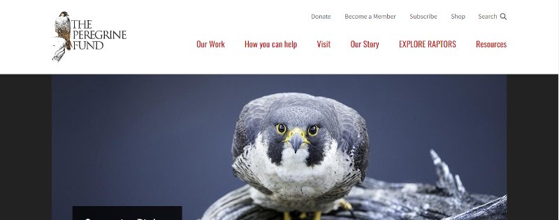 The peregrine fund webpage