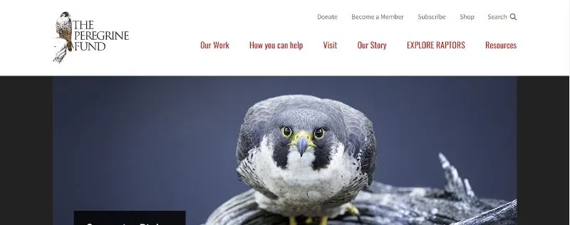 The Peregrine Fund 1 The peregrine fund webpage