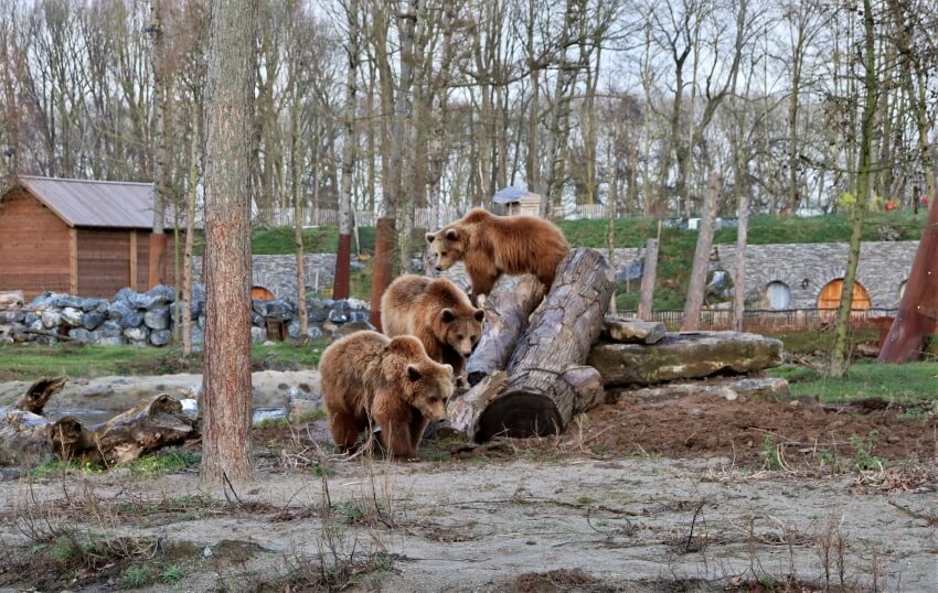 Three Adult Bears in a Zoo