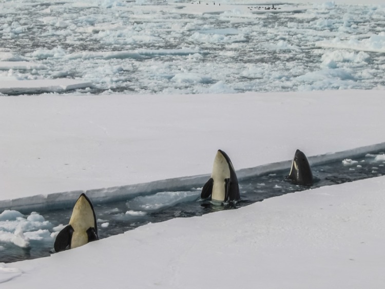 Killer Whale: Is This Animal Endangered? 2 Whales Surrounded with Ice