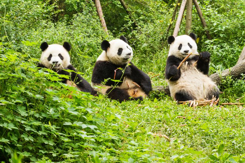 Three giant pandas