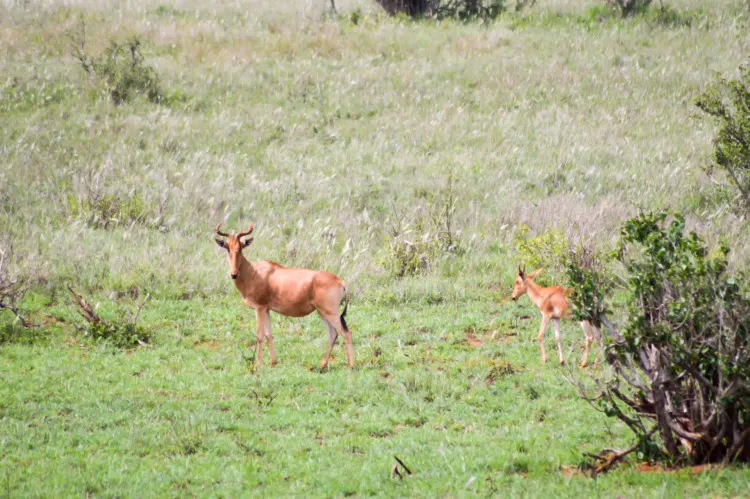 Mother and child  Hirola Antelope