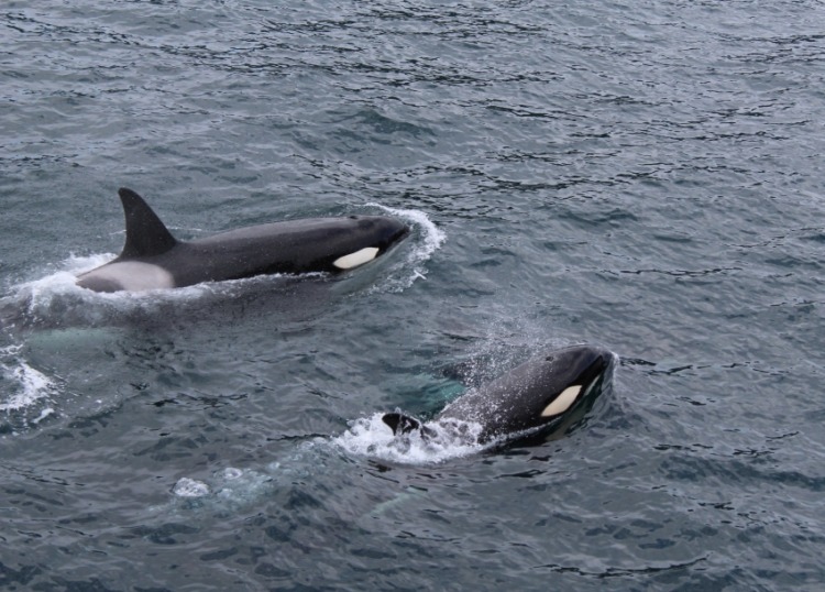 Killer Whale: Is This Animal Endangered? 1 Group of Whales on the Surface
