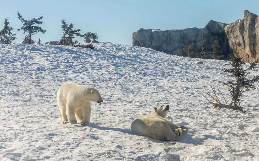 Two Polar Bears in the Wild