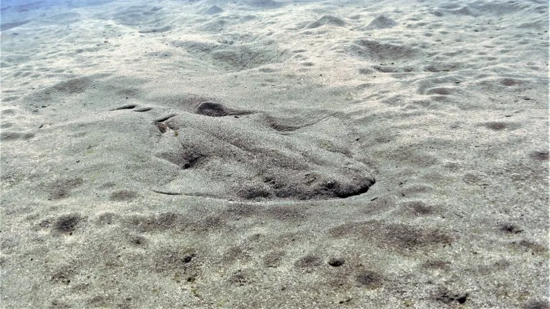 Underwater photo of the endangered Angel shark