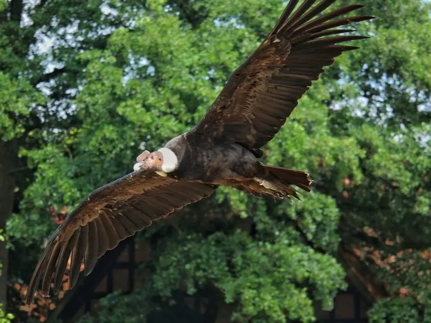 Up-close Flying Andean Condor