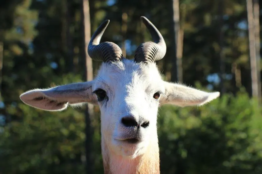 Up-close Photo of Dama Gazelle