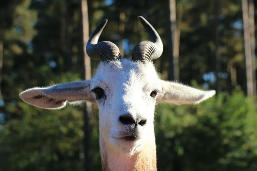 Dama Gazelle: Why Is It Endangered? 4 Up-close Photo of Dama Gazelle