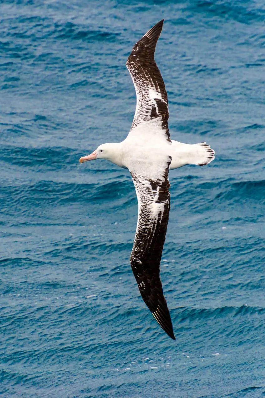 are wandering albatross endangered