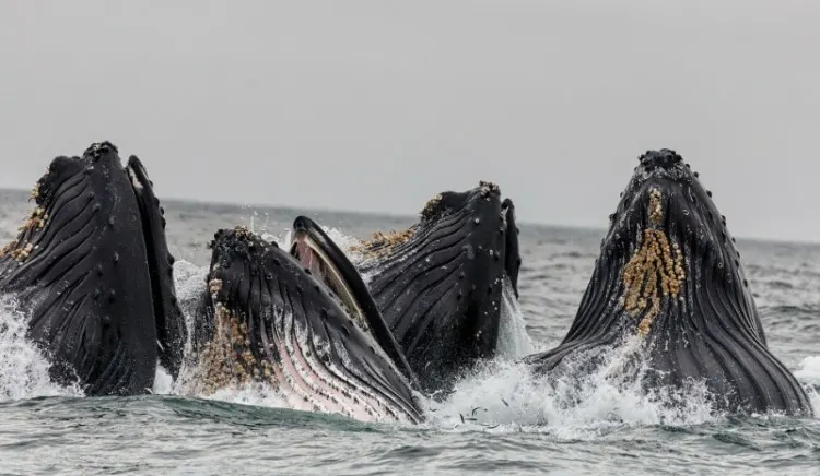 Whale Hunting: Is It Bad for the Environment? 1 Whales