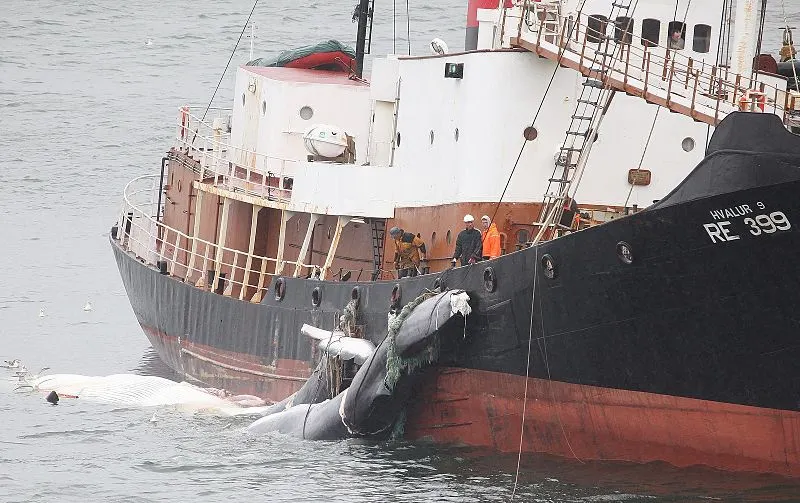 Whale Hunting: Is It Bad for the Environment? 9 Whalle hunting in Iceland
