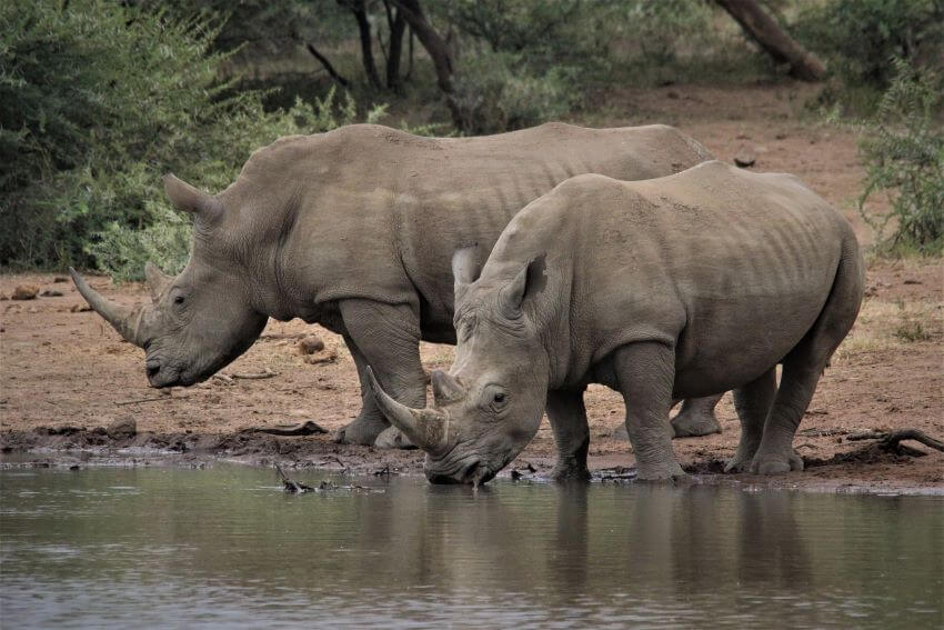 White Rhinos in Swamp