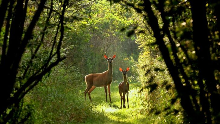 White tailed deer,doe and fawn looking at the camera