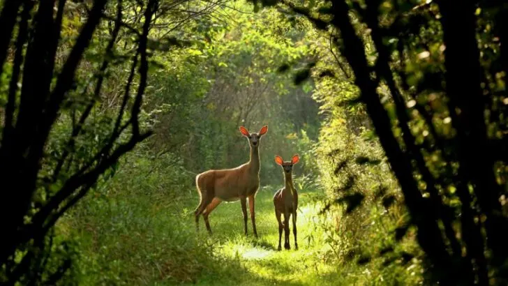White tailed deer,doe and fawn looking at the camera